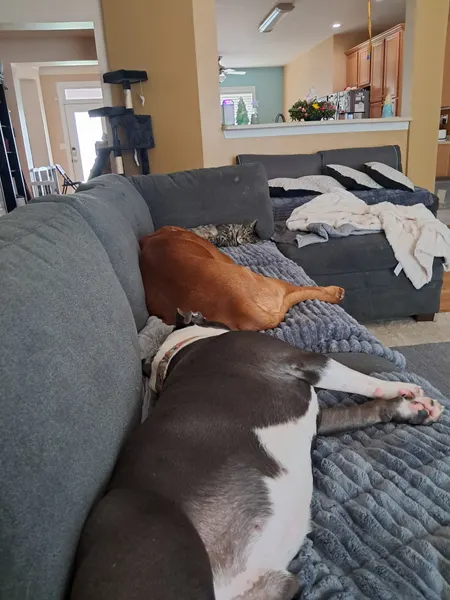 Three dogs sleeping